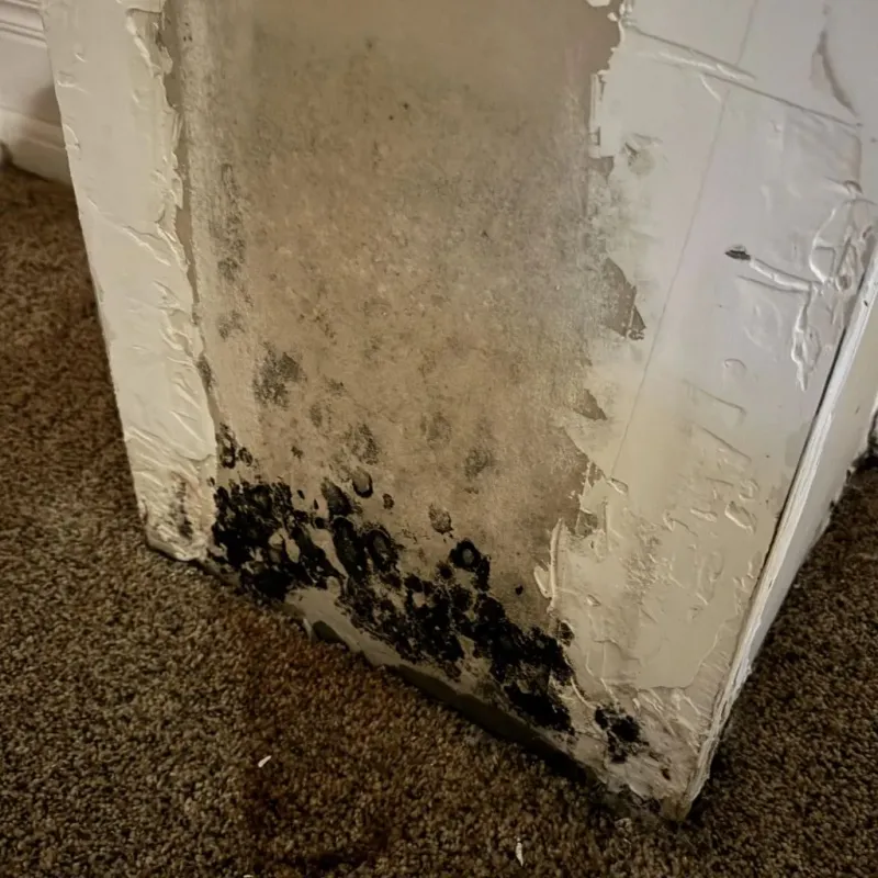 Professional Mold Removal in McPherson County, SD